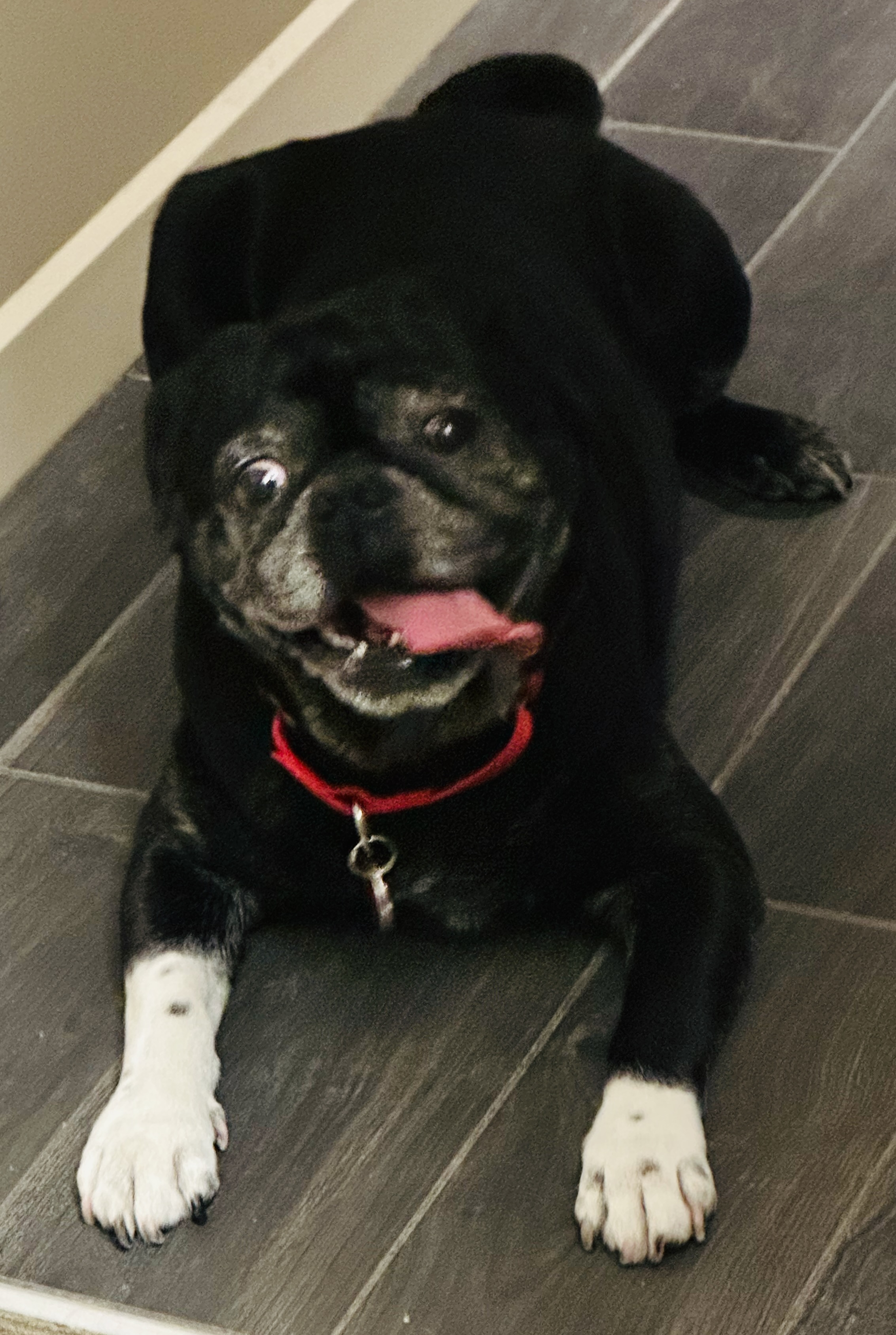 Please don't kill Panda!